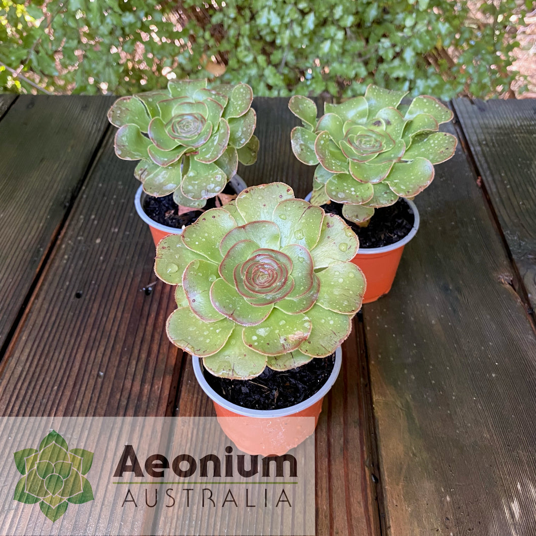 Aeonium arboreum aff. holochrysum (El Hierro)