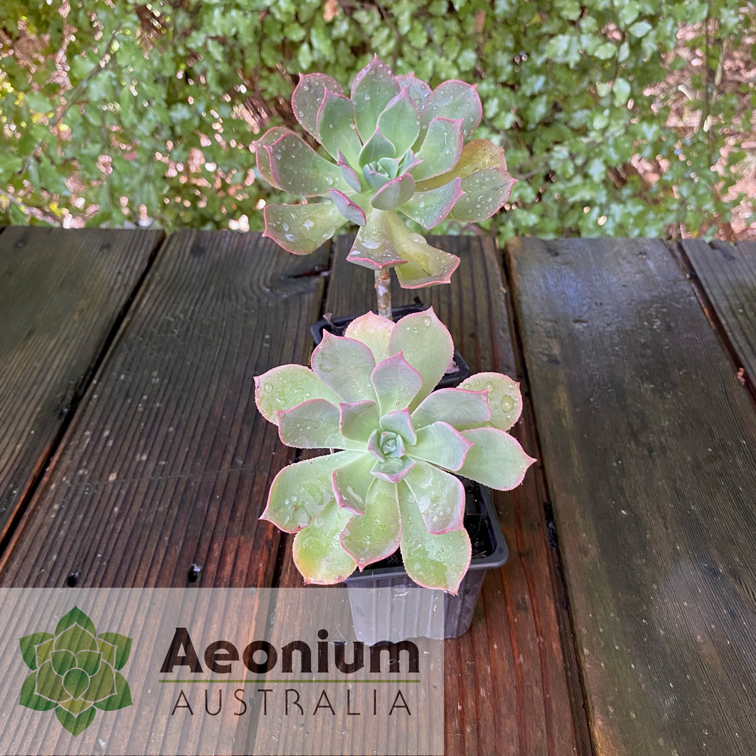Aeonium percarneum var. guiaense