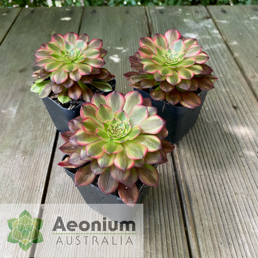 Aeonium 'Zhu Rong' (God of Fire)