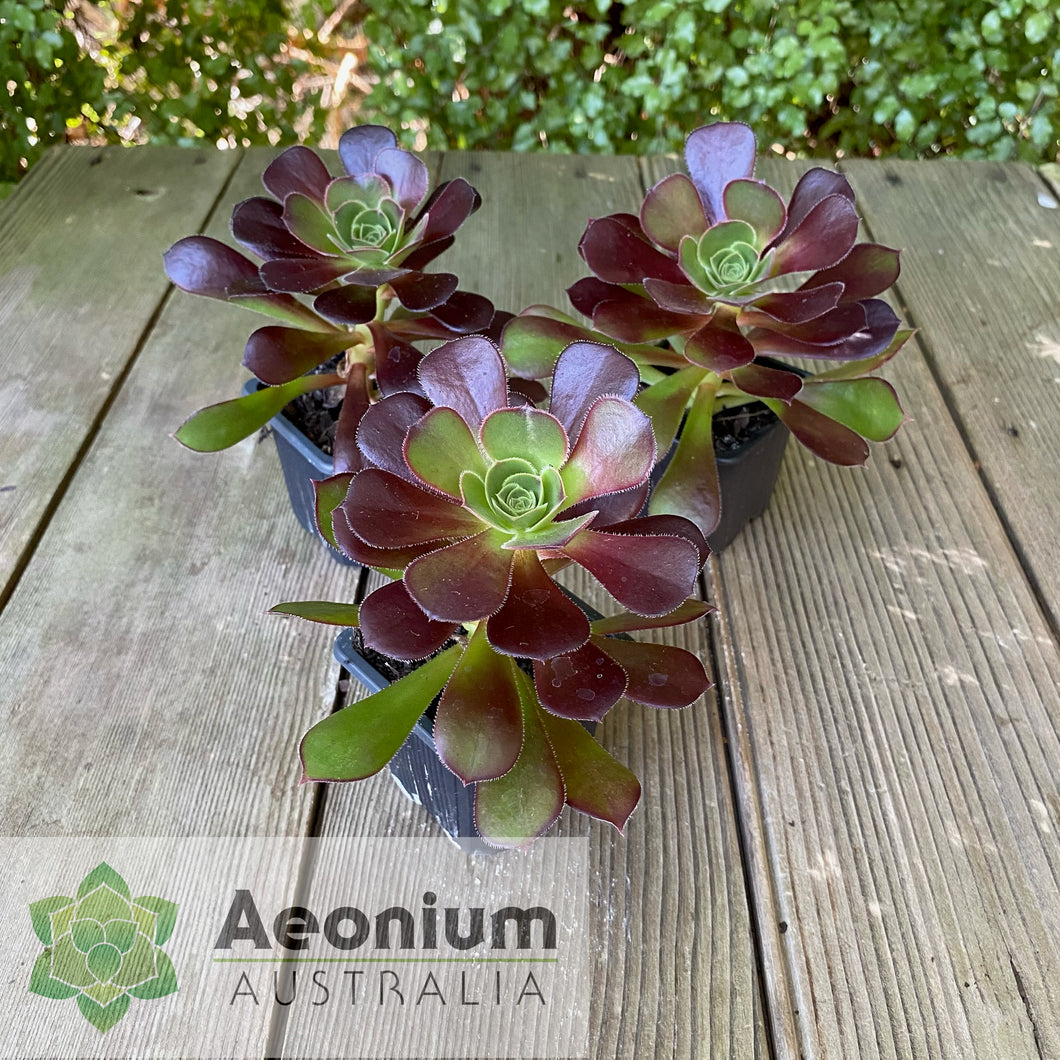 Aeonium 'Chocolate Rose'