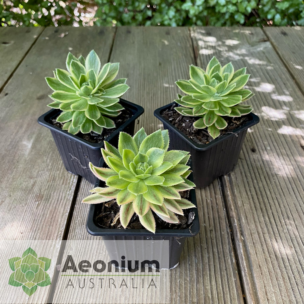 Aeonium x hybridum Variegated