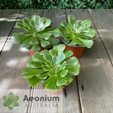 Load image into Gallery viewer, Aeonium &#39;Black King Kong&#39;
