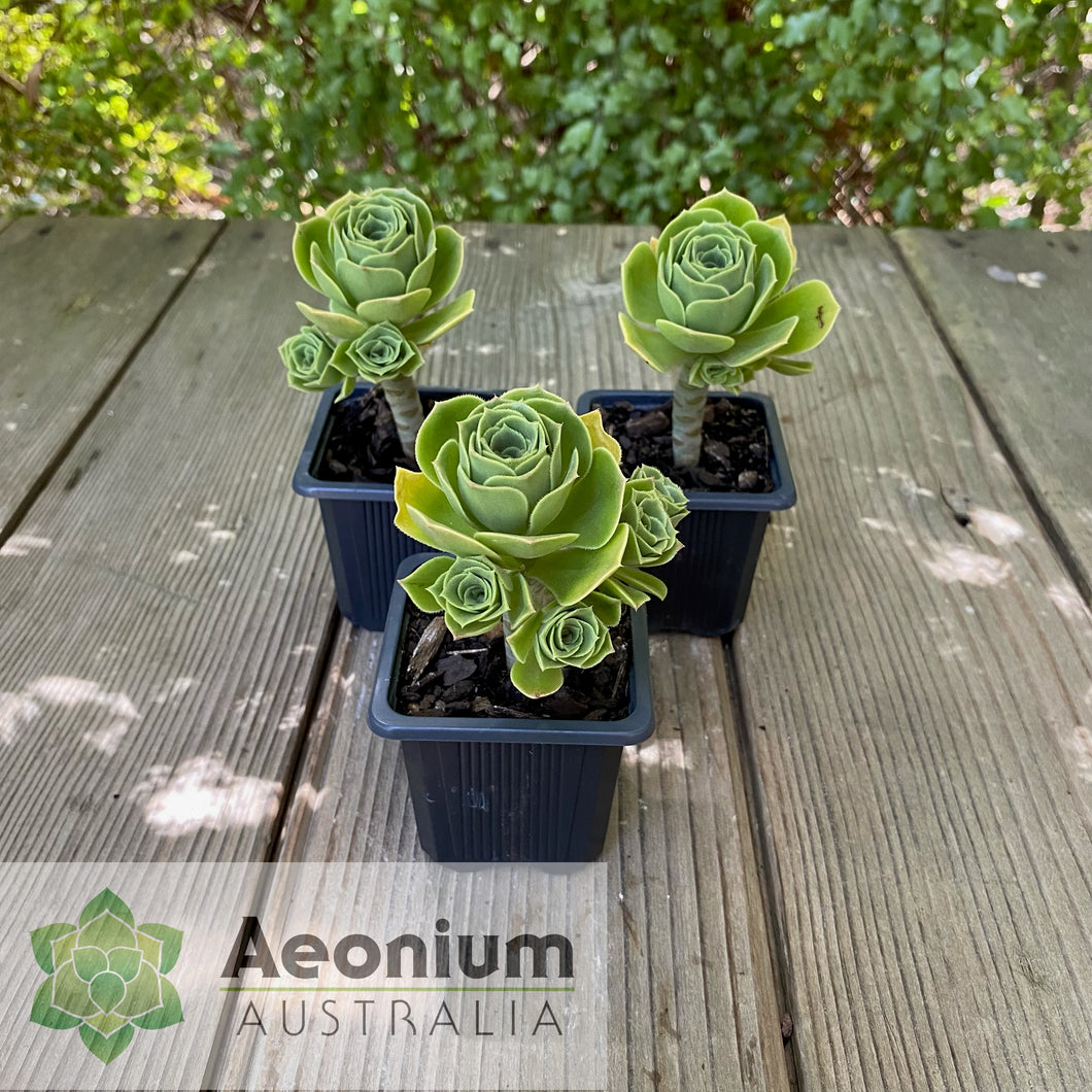 Aeonium balsamiferum