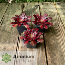 Load image into Gallery viewer, Aeonium &#39;Kilimanjaro&#39;
