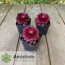 Load image into Gallery viewer, Aeonium &#39;Meiji&#39;
