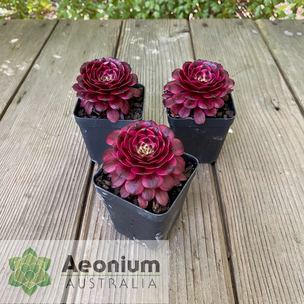 Aeonium 'Meiji'