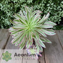 Load image into Gallery viewer, Aeonium &#39;Firecracker&#39; Variegated
