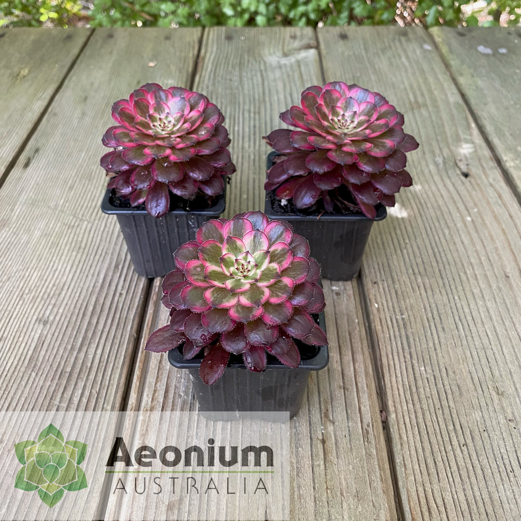 Aeonium 'Zixia Fairy'