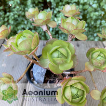 Load image into Gallery viewer, Aeonium &#39;Little Luna&#39;
