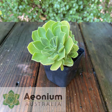 Load image into Gallery viewer, Aeonium &#39;Goblin&#39;
