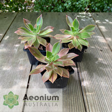 Load image into Gallery viewer, Aeonium leucoblepharum (Yemen Form)
