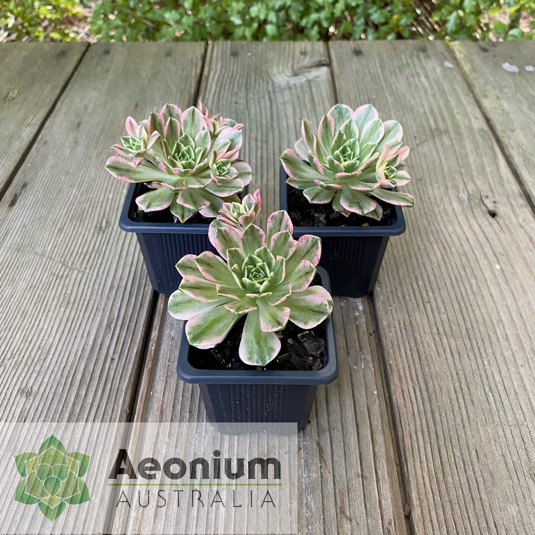 Aeonium 'Green Tea'