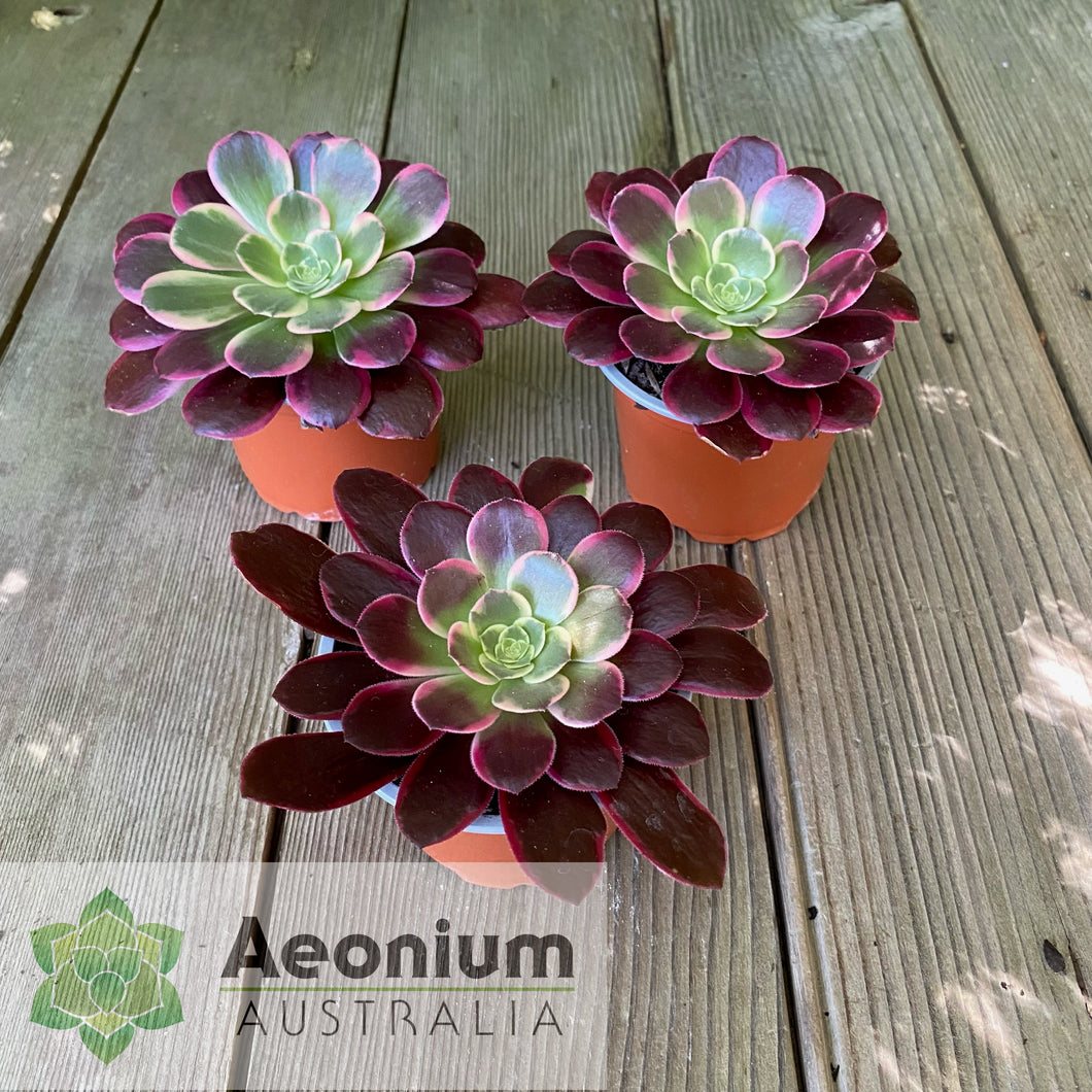 Aeonium 'Canary'