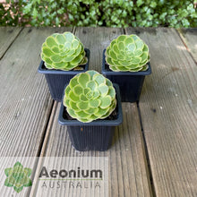 Load image into Gallery viewer, Aeonium &#39;Milky White&#39;
