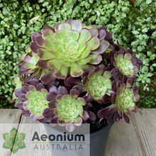 Load image into Gallery viewer, Aeonium &#39;Black King Kong&#39;
