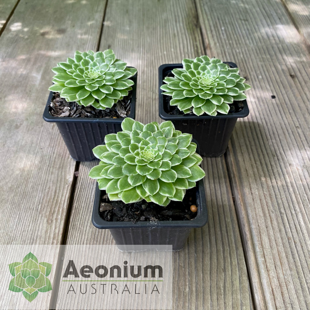 Aeonium 'Emerald Ice'