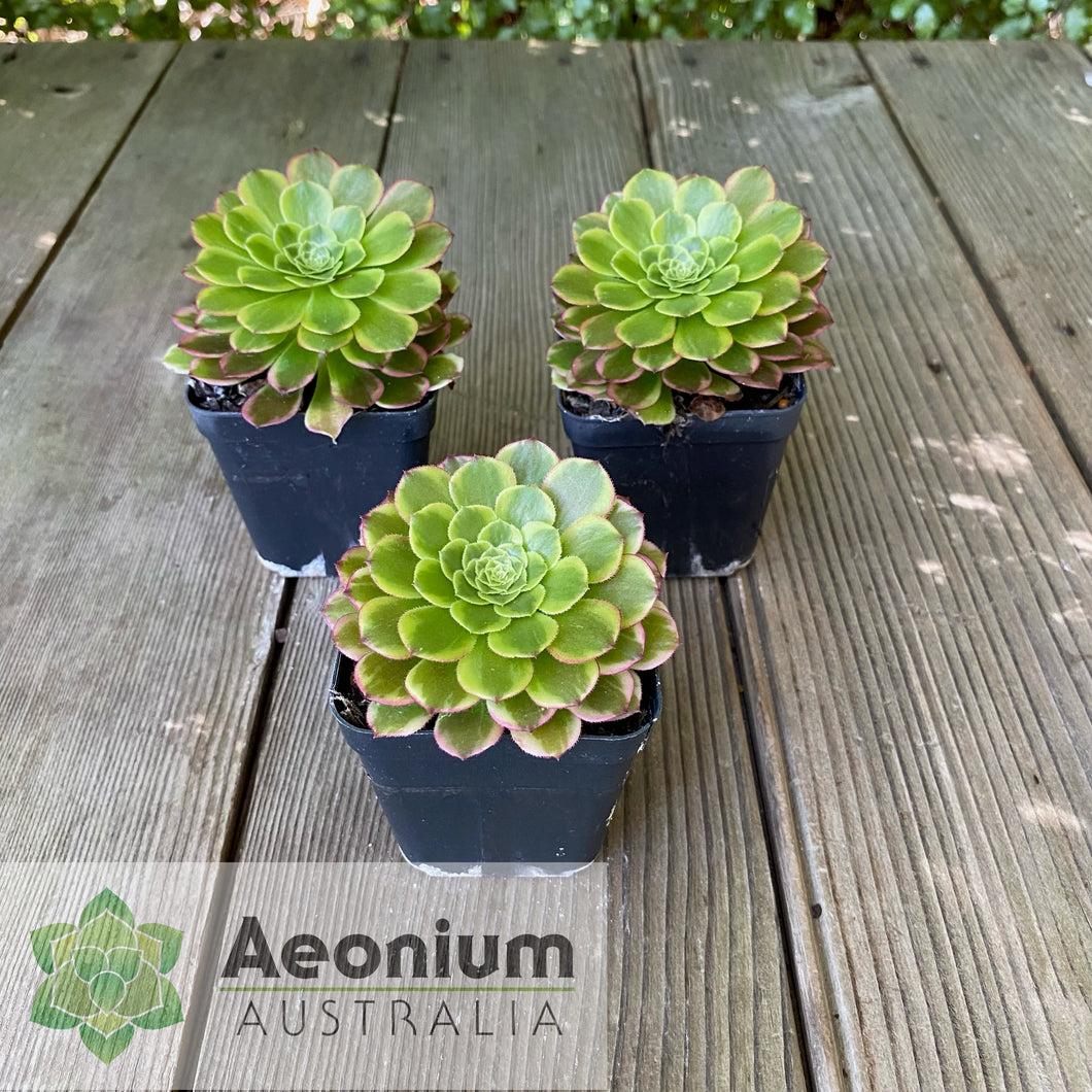 Aeonium 'Fiesta'