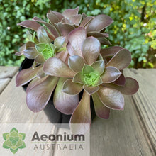 Load image into Gallery viewer, Aeonium &#39;Color Scheme&#39;
