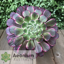 Load image into Gallery viewer, Aeonium &#39;Ink Painting&#39;
