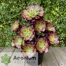 Load image into Gallery viewer, Aeonium &#39;Meiji&#39;
