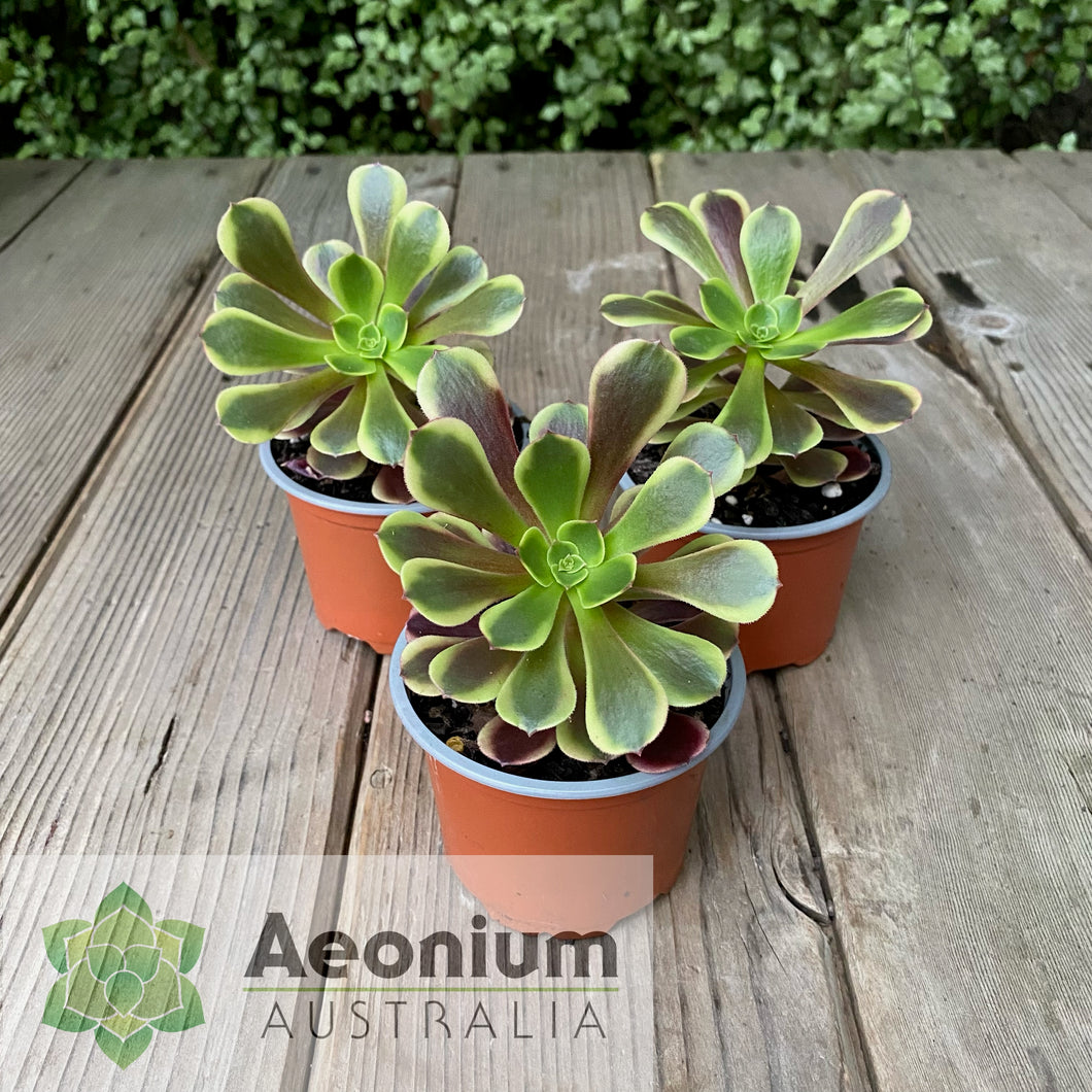 Aeonium 'Superbang'