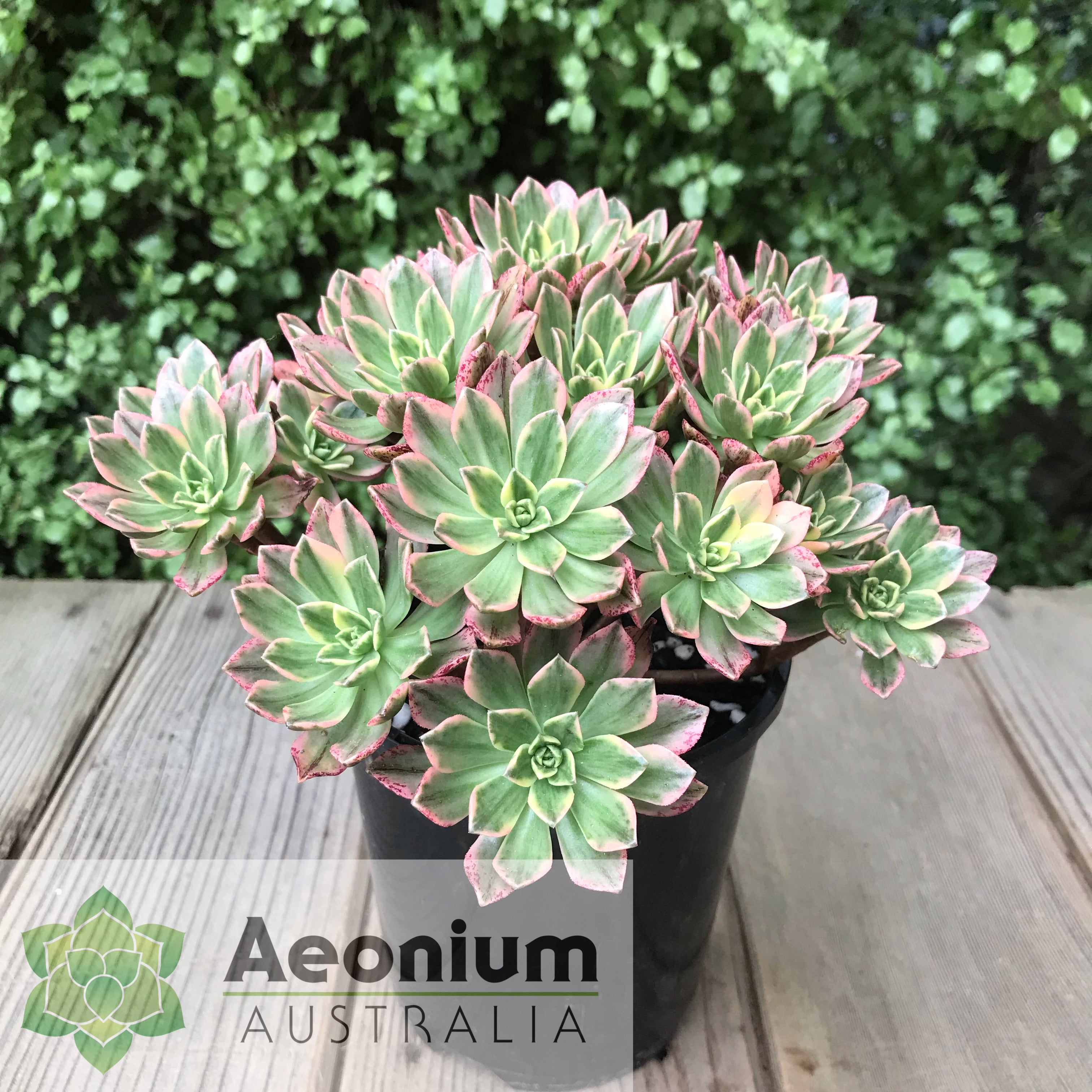 Aeonium 'Green Tea' / Succulents – Aeonium Australia