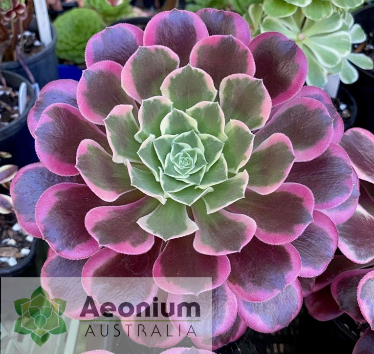 Aeonium ‘Canary’ – Aeonium Australia