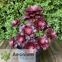 Load image into Gallery viewer, Aeonium &#39;Meiji&#39;
