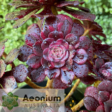 Load image into Gallery viewer, Aeonium &#39;Meiji&#39;
