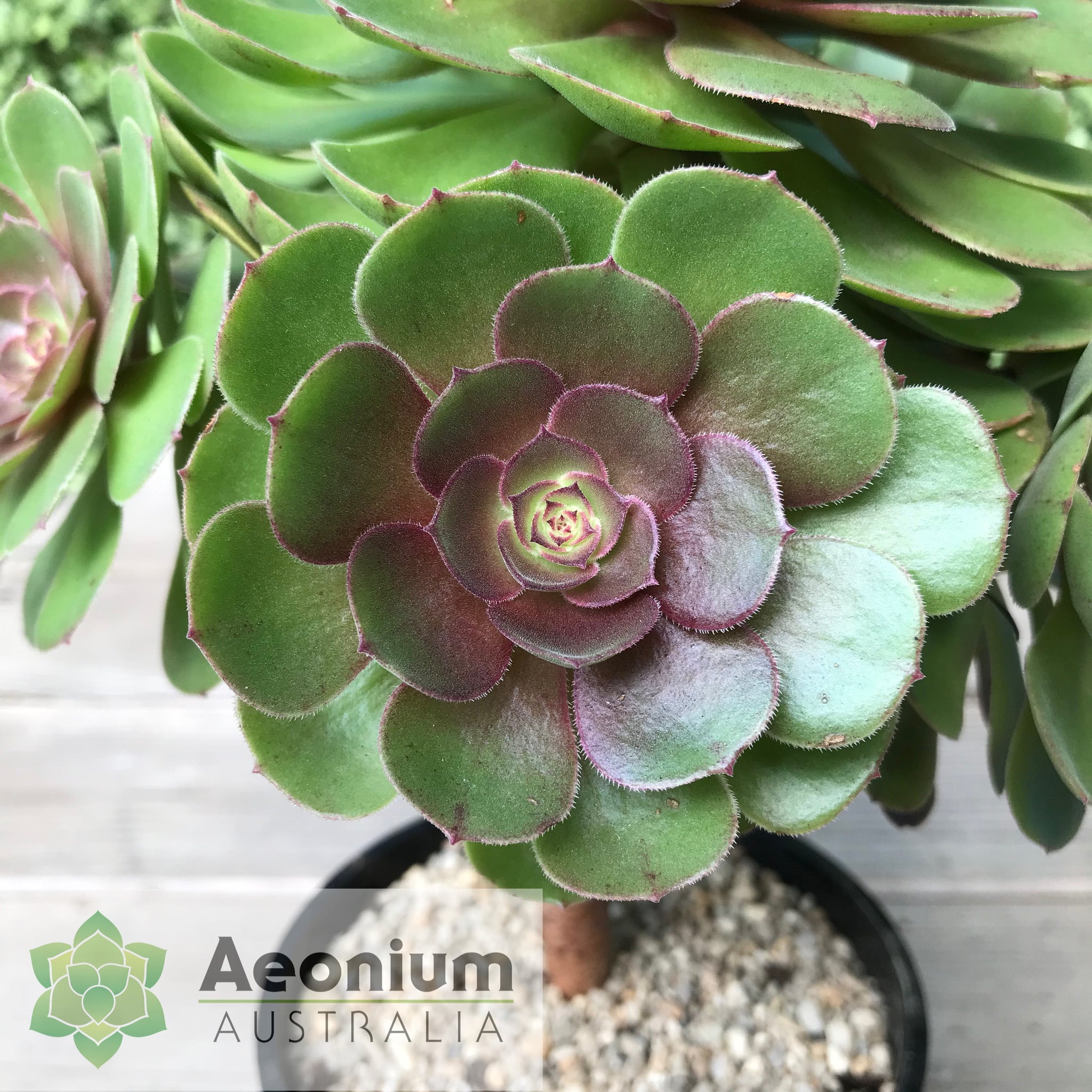 Aeonium 'Madeira Rose' / Succulents – Aeonium Australia