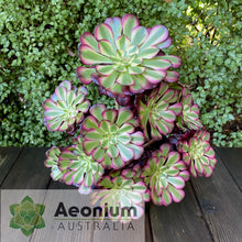 Load image into Gallery viewer, Aeonium &#39;Meiji&#39;
