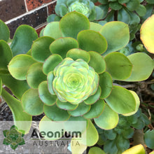 Load image into Gallery viewer, Aeonium undulatum
