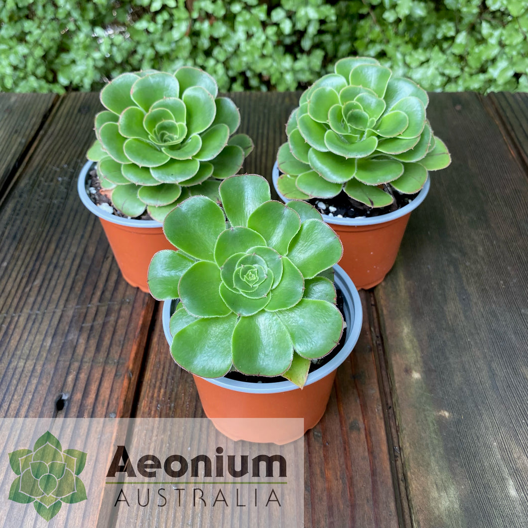 Aeonium undulatum